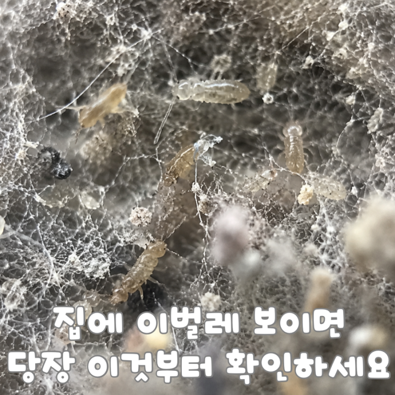 집에 이벌레 보이면 당장 이것부터 확인하세요! 먼지다듬이 퇴치법