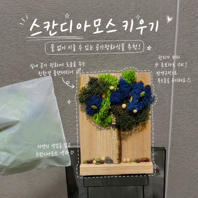 공기정화식물추천 물 안줘도 되는 스칸디아모스 키우기
