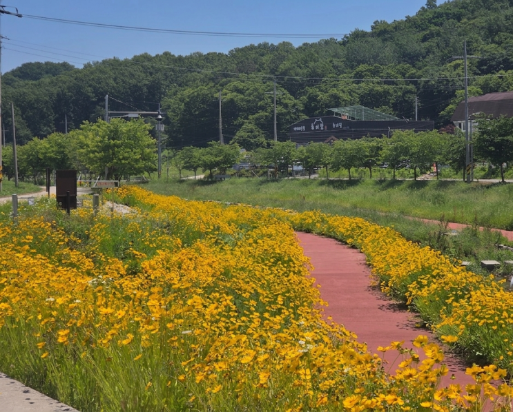  6월 강화도 가볼만한곳 금계국 꽃밭 선행천, 산책 자전거 러닝 다되는 드라이브 나들이 코스