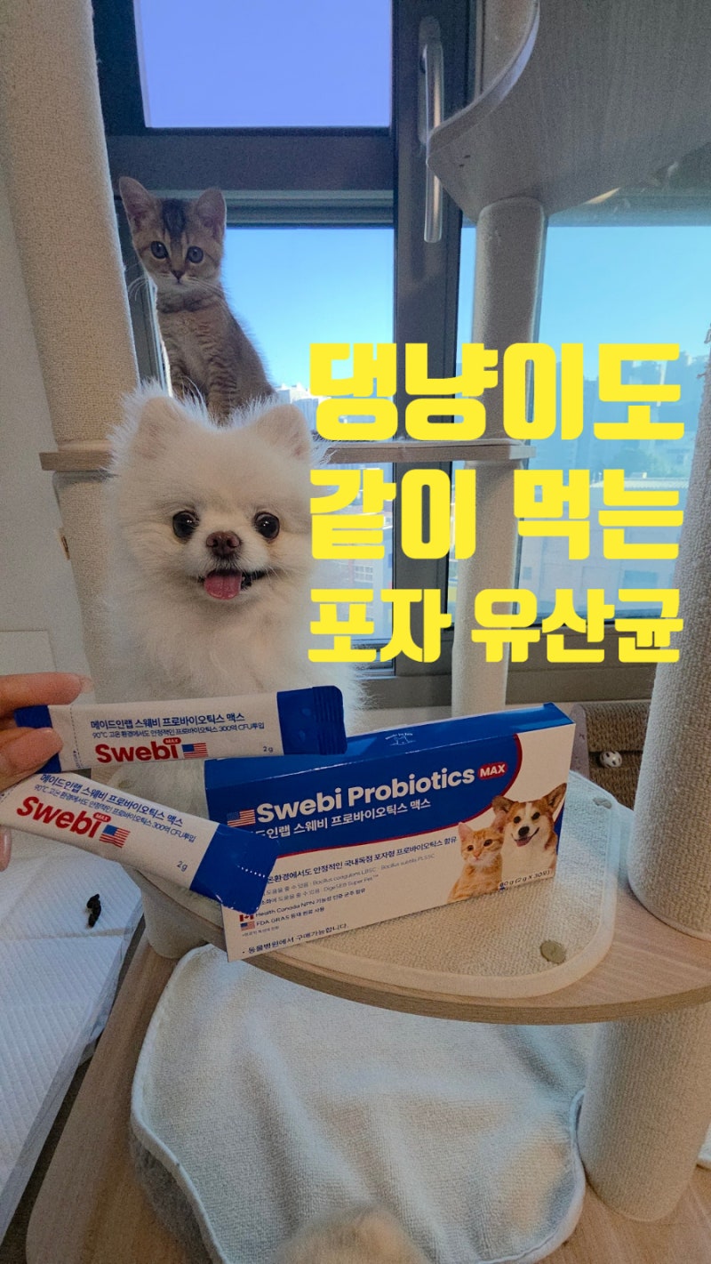 강아지 고양이 유산균 추천｜스웨비 프로바이오틱스 맥스, 7남매 식사 루틴에 톡톡