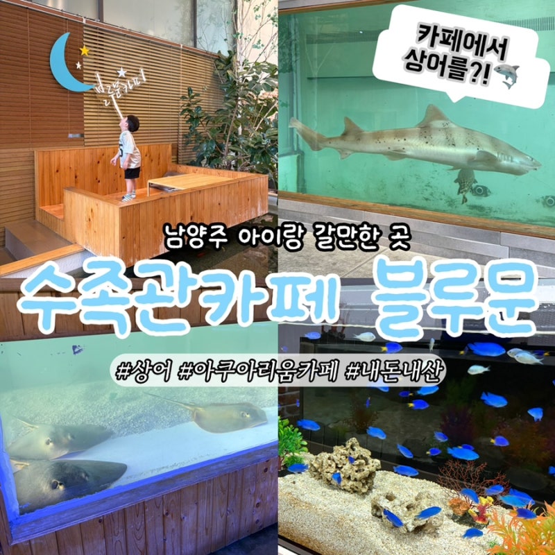 남양주 수족관 카페 블루문 상어까지 볼 수 있는 아이와 가기 좋은 이색카페