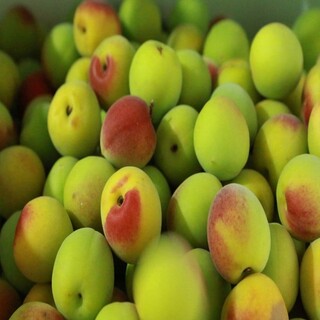  남고 매실 1kg 3kg 5kg 10kg - 신선한 청매실 홍매실 황매실 쪼갠매실