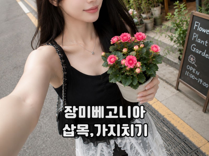 장미베고니아 키우기 삽목·가지치기·분갈이 꽃말은?