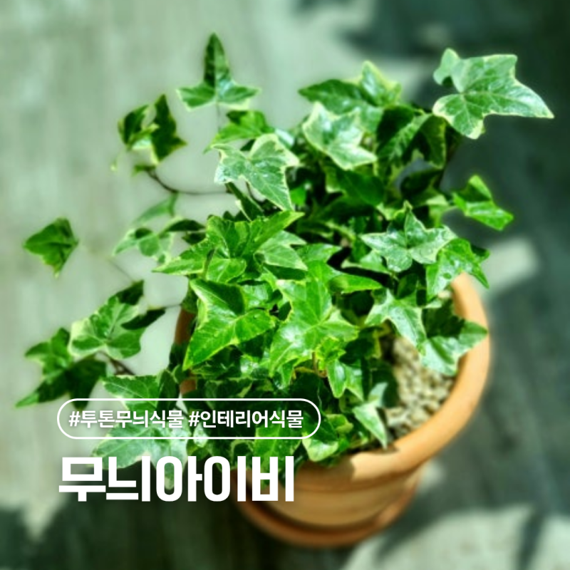무늬아이비 수경재배 및 다이소 지지대로 예쁘게 수형 잡는 방법
