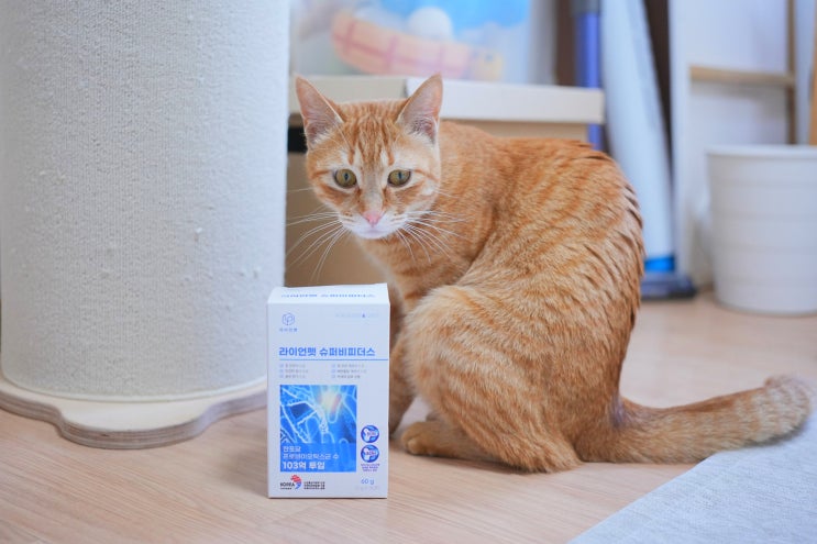  고양이 설사 유산균, 고양이 구토 예방에 도움될까?