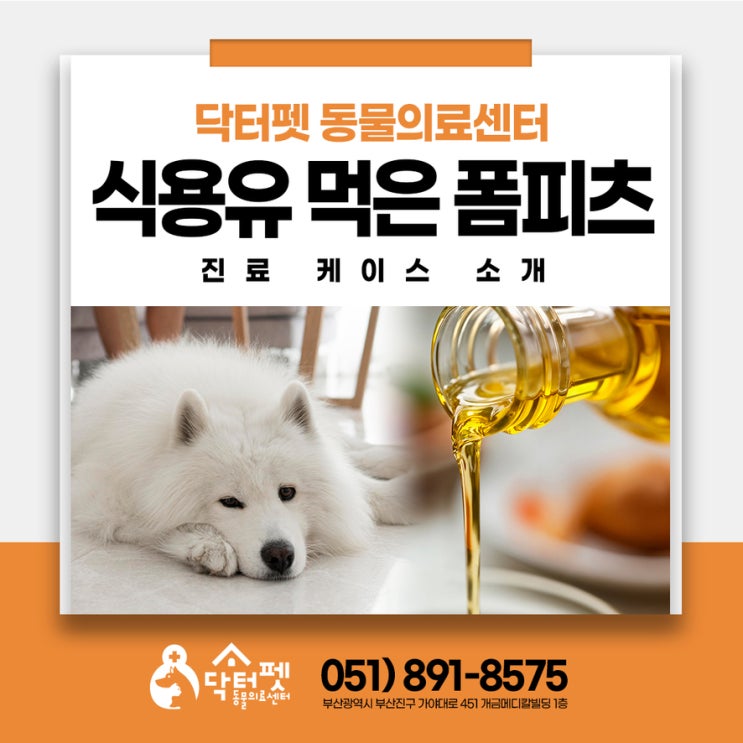  식용유 먹은 4살 폼피츠 병원에 왜 와야 할까 부산 가야역 24시동물병원 강아지 췌장염
