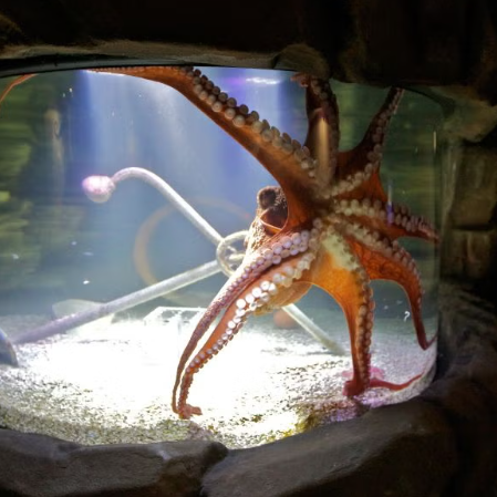 문어를 키우면 후회하는 이유 5가지