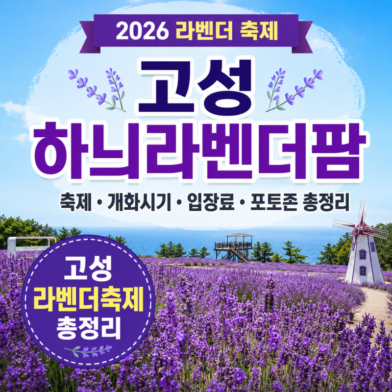 [2026 라벤더 축제] 6월 강원도 고성 하늬라벤더팜 축제·개화시기·입장료·포토존 총정리