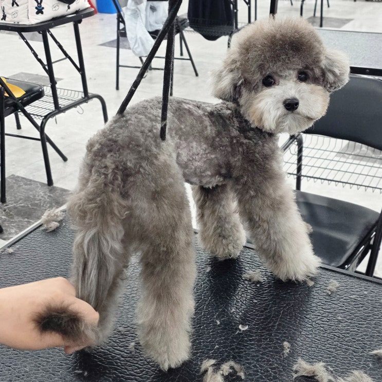  평택애견미용학원 실견수업이라고 다 같은 수업이 아닌 이유