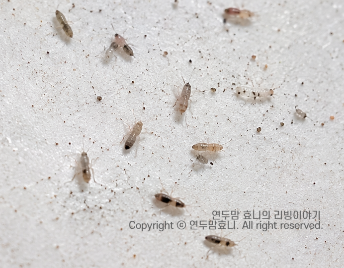 먼지다듬이 벌레 퇴치 유충 알 약 원인 생기는 이유