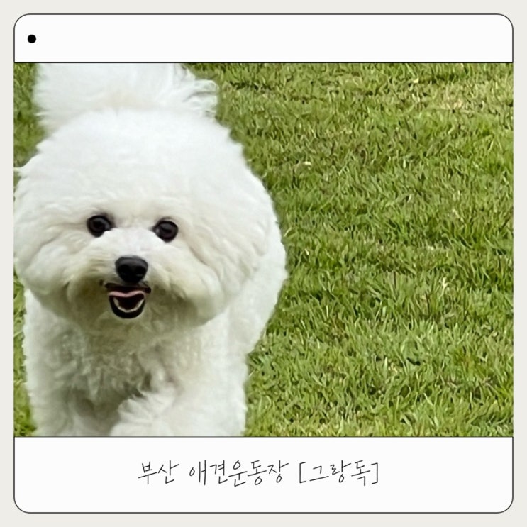  [그랑독] 부산 낙동강 뷰 애견운동장 | 김해 수영장 애견카페 추천