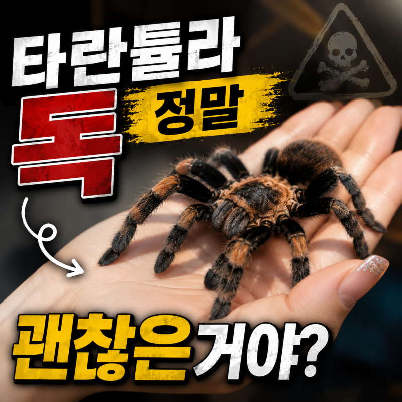 타란튤라 거미 키우기, 타란툴라 독 위험성은?