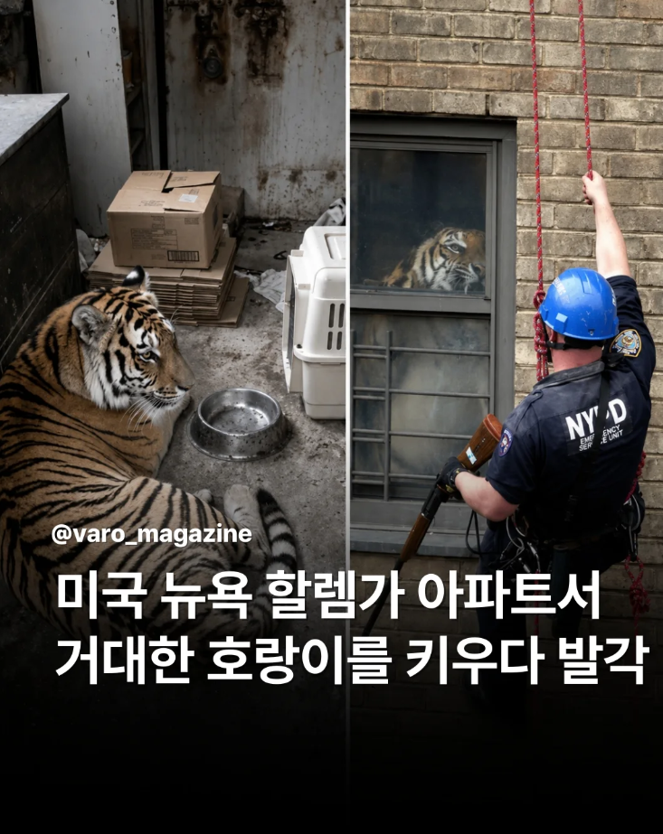  미국 뉴욕 할렘가 아파트서 거대한 호랑이를 키우다 발각