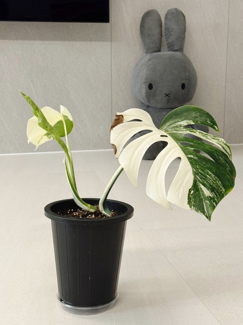 찢잎이 보고 싶어 데려온 몬스테라 알보 삽수 성장기