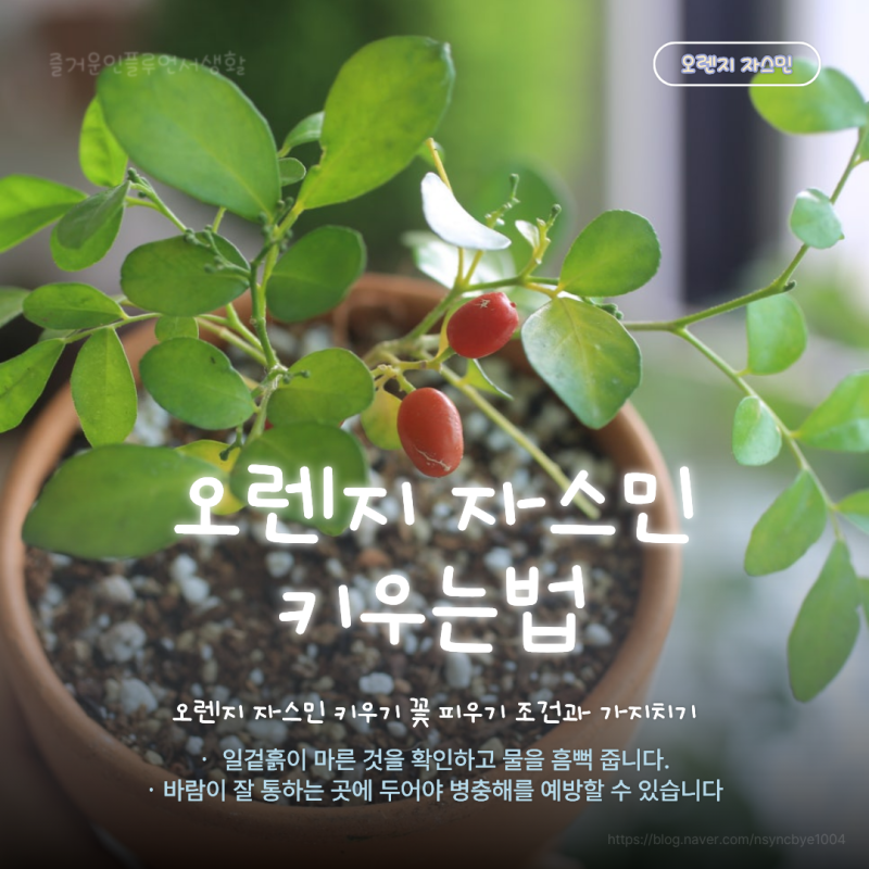 오렌지 자스민 키우기 꽃 피우기 조건과 가지치기