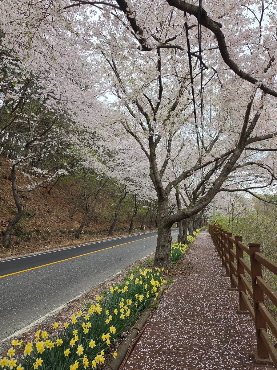 장곡사벚꽃길 사진 6