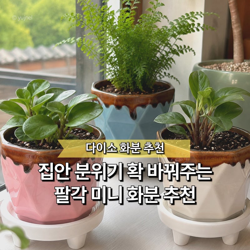다이소 사무실 화분 뭘 살지 고민 된다면? 팔각 미니화분 하나면 분위기가 달라져요
