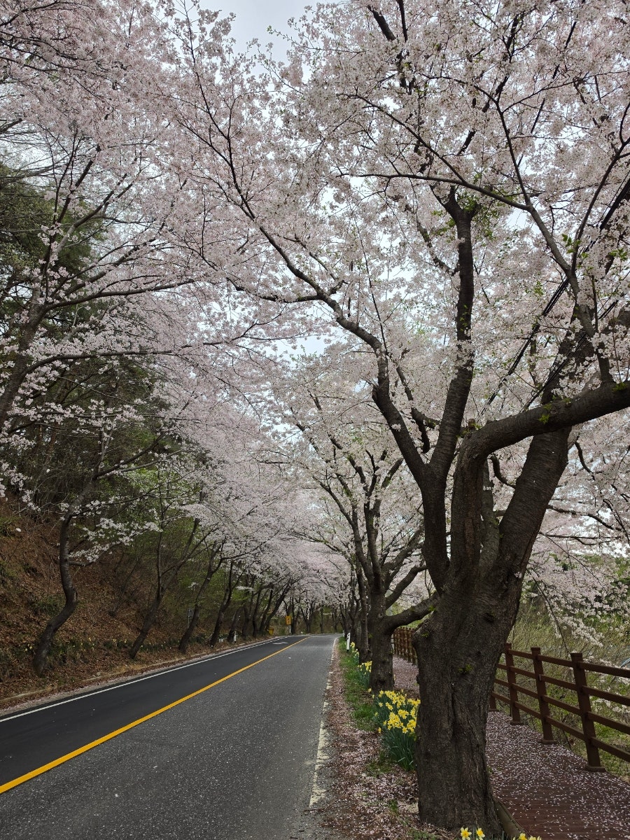 장곡사벚꽃길 사진 5