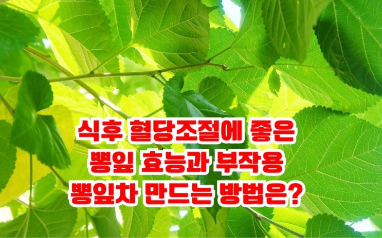  뽕잎 효능 부작용 식후 혈당조절 혈당스파이크 예방? 차 즙 환 분말 잘 먹는법