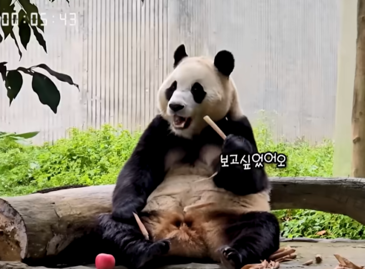  푸바오 근황, 현지 모습 가장 빨리 만나는 법