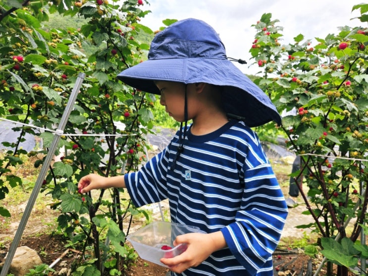  울산 아이와 가볼만한곳 서울산농원, 싱싱한 산딸기 따기 체험 솔직후기(또간집)