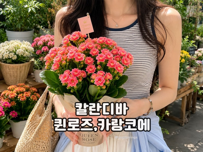 칼란디바 키우기 가지치기와 물주기, 선물할 때 꽃말은