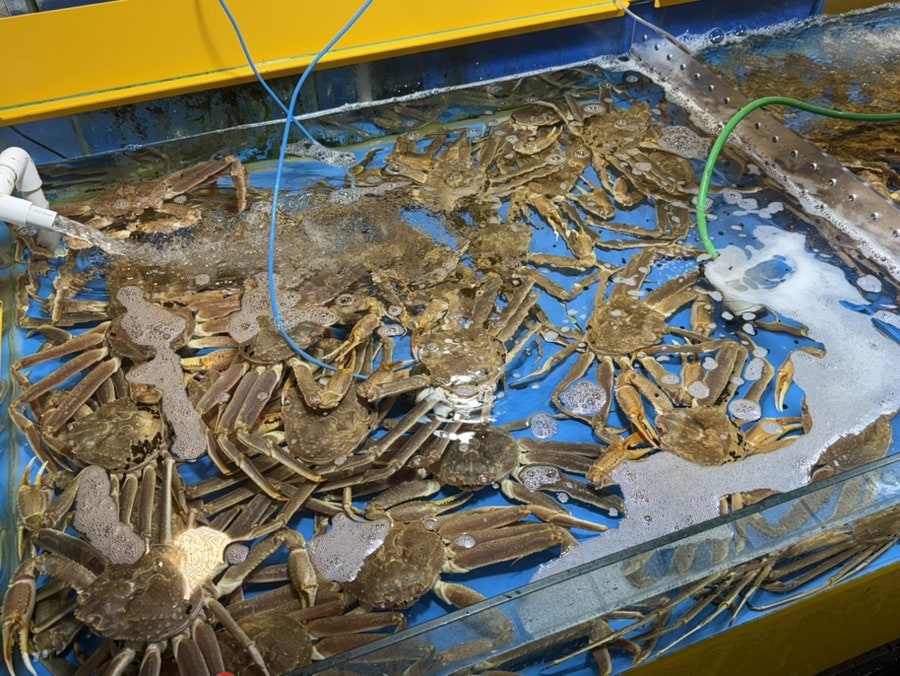 쌍둥이네 사진 4