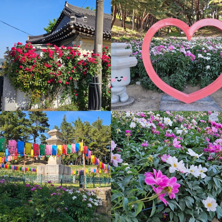 6월 경주 가볼만한곳 무열왕릉 도봉서당 작약꽃밭