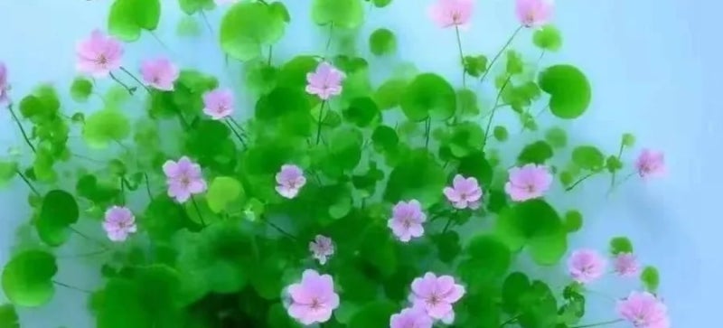 이경미(보현스님)세계에서 가장 욕심없는 노래