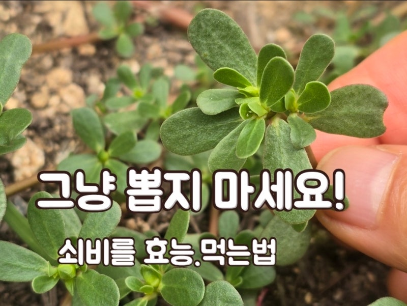 쇠비름 효능 7가지와 채취 시기·먹는법·부작용까지 총정리