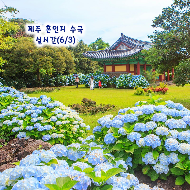 6월 제주도 가볼만한곳 제주 혼인지 수국 실시간