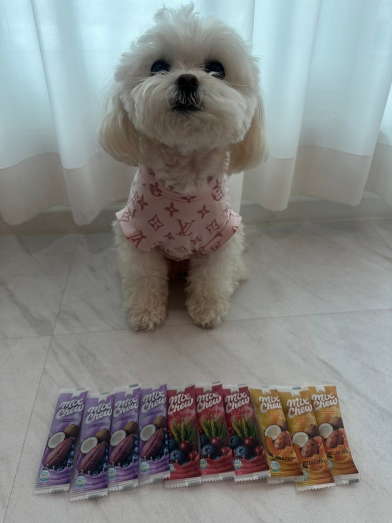 강아지덴탈껌 추천! 치석제거 덴탈껌 하나로 장·피부·눈물까지 케어하는 올인원 덴탈껌