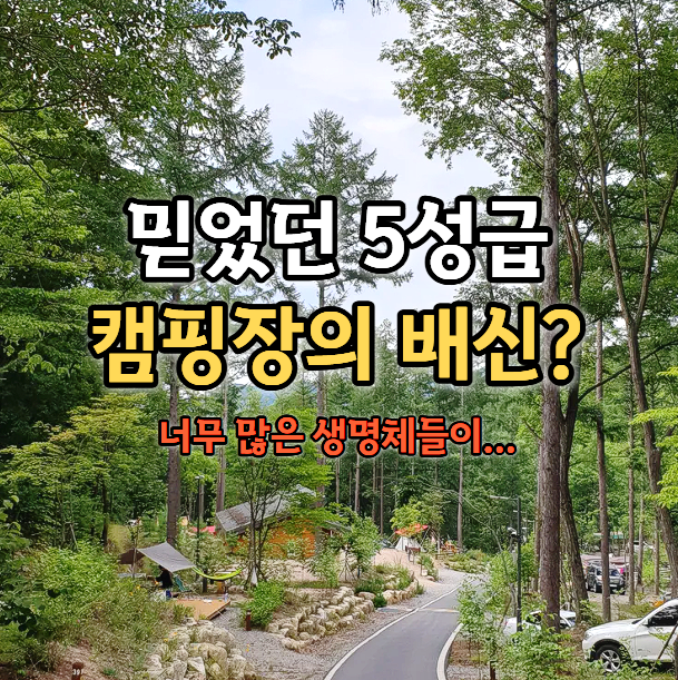  5성급 캠핑장이 맞나? 다시 가기 꺼려진 이유