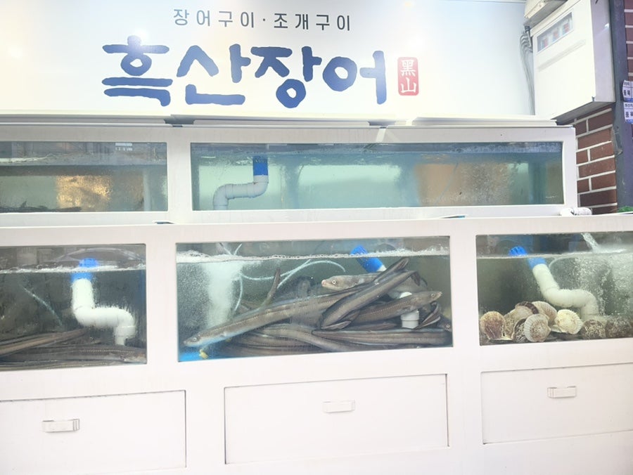 흑산장어 사진 2