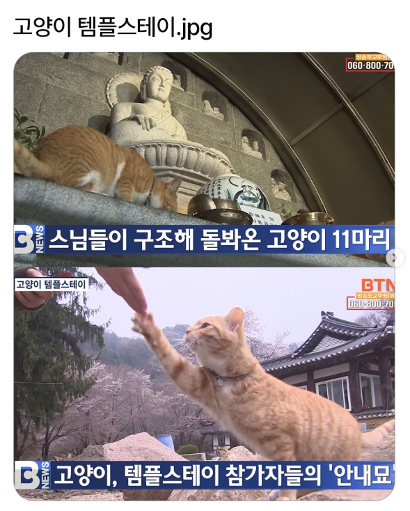 고양이 템플스테이