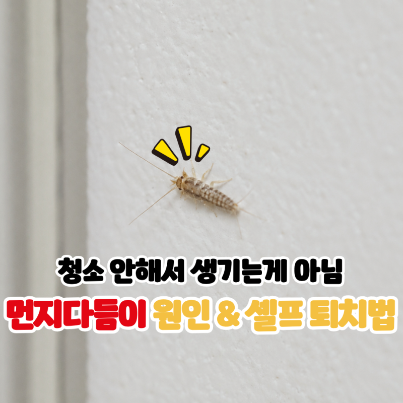 먼지다듬이 벌레 원인 뭐길래 우리집에 생길까? 셀프 퇴치 및 해결법