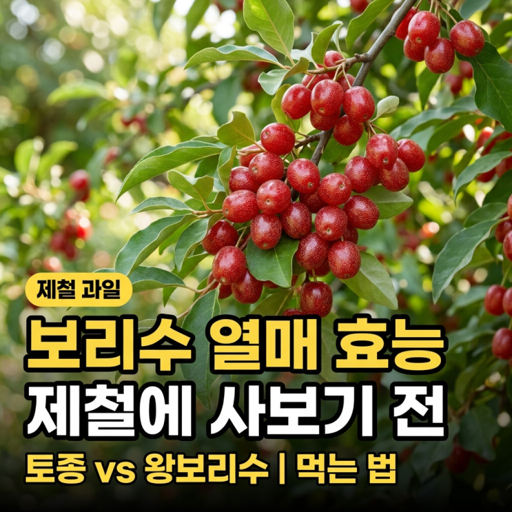  보리수 열매 효능 제철에 사보기 전 한 번 짚어보기, 토종과 왕보리수 차이부터 먹는 법까지