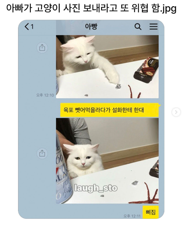  아빠가 고양이 사진 보내라고 또 위협 함