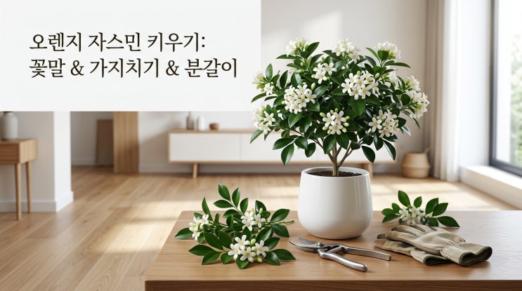  오렌지자스민 키우기 꽃말 가지치기 물주기 분갈이