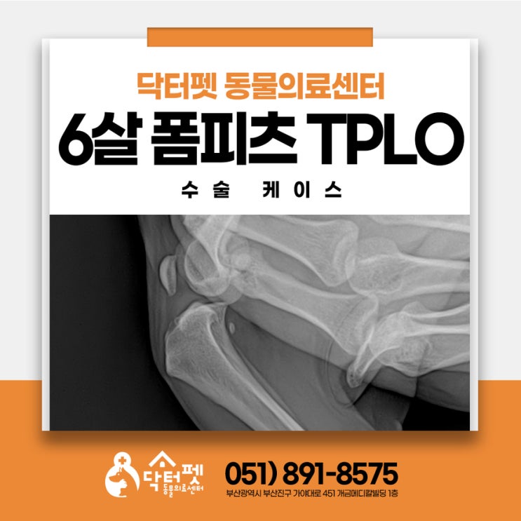  6살 폼피츠 전십자인대 파열 강아지 슬개골 탈구 TPLO 수술 부산 동물병원