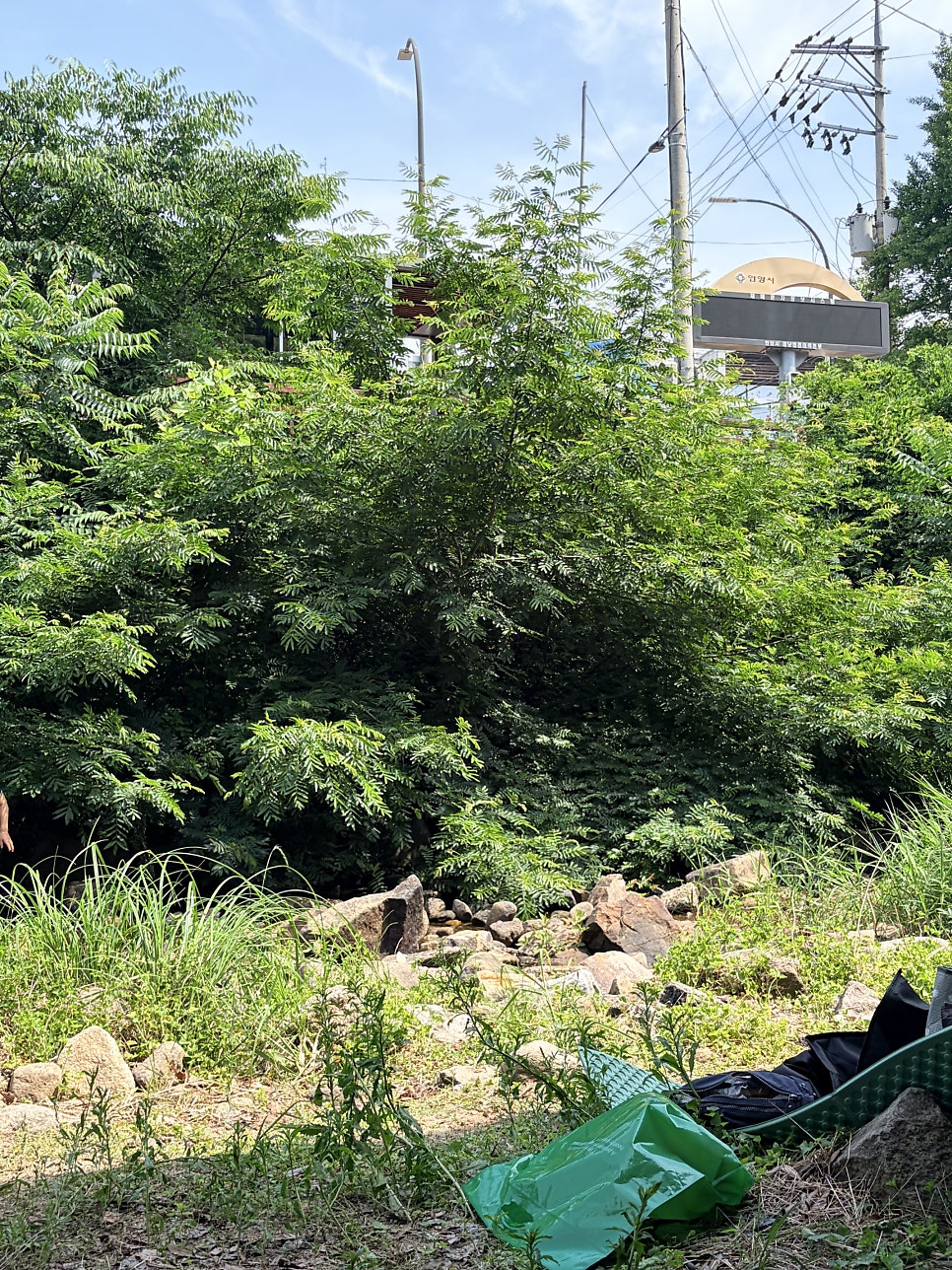 은행나무 사진 4