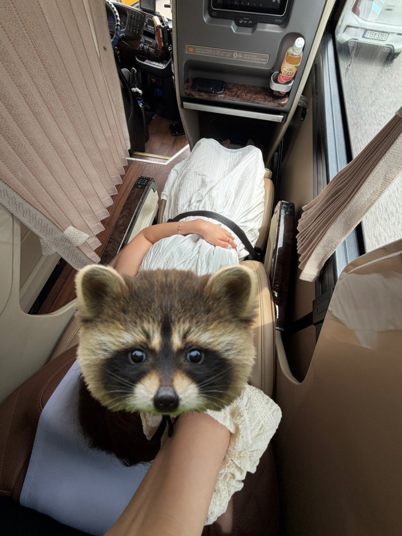 고속버스 프리미엄 좌석 후기(서울경부에서 강릉)너무 좋아요!