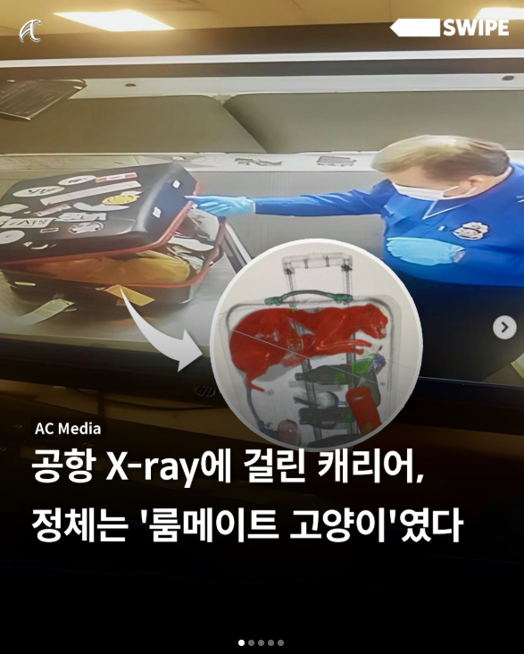  공항 캐리어 X-ray에 찍힌 정체, 몰래 들어간 고양이였다