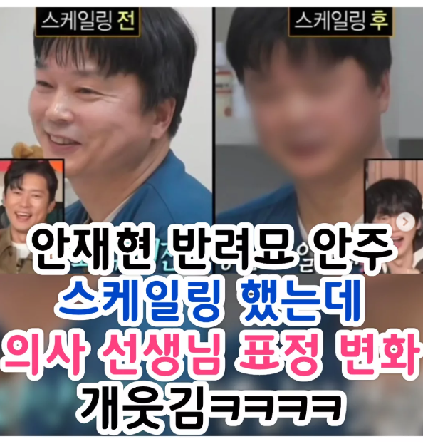 안재현 반려묘 안주, 스케일링했는데 의사 선생님  표정 변화