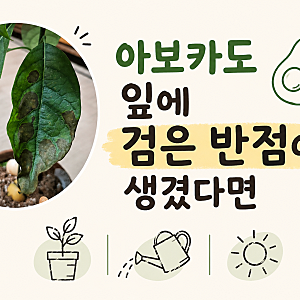 아보카도 잎에 검은 반점이 생겼다면 원인과 해결법