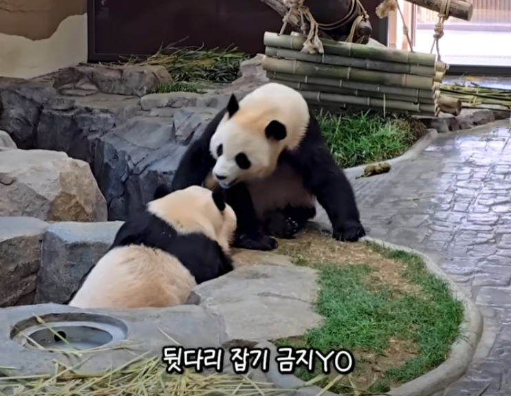  푸바오 이어 또 이별.. 루이바오 후이바오도 중국간다