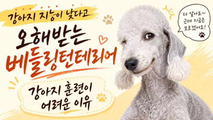  강아지 지능이 낮다고 오해받는 베들링턴테리어, 베를링턴테리어 훈련이 어려운 이유
