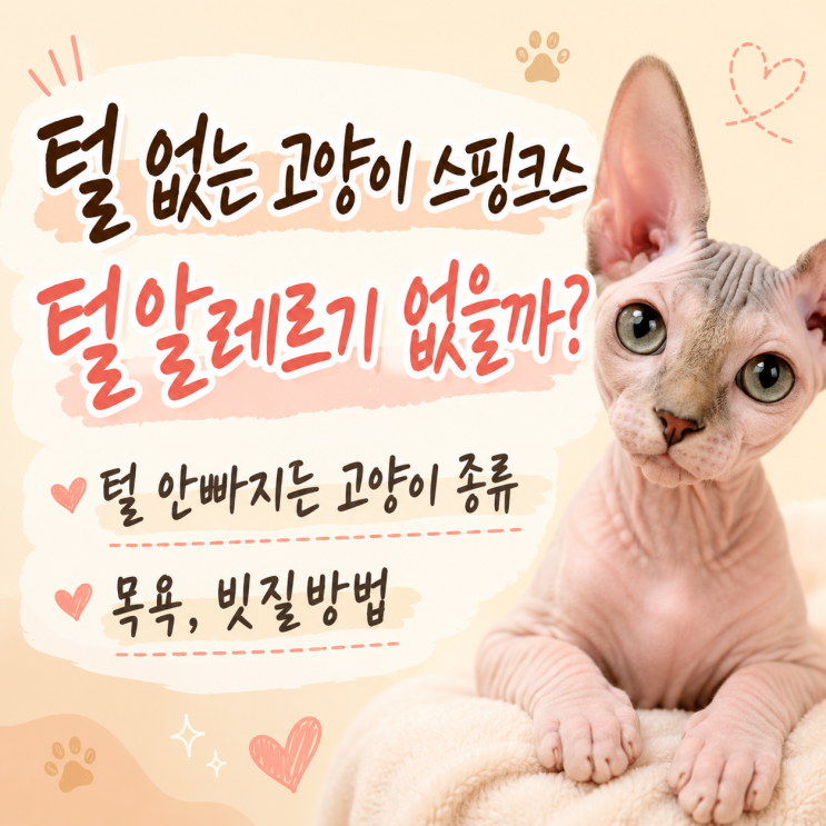  털 없는 고양이 스핑크스, 털알레르기 없을까? 털 안빠지는 고양이 종류 목욕,빗질방법