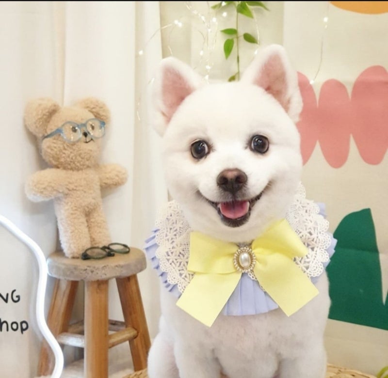 탐사 강아지 프리미엄 배변패드 XL XXL 크기 차이 및 사용 후기