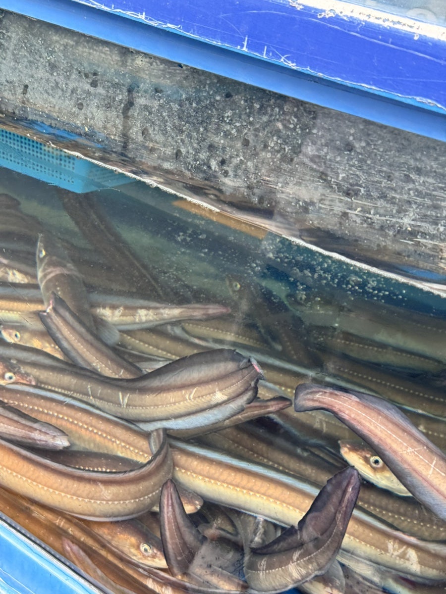 신안바다장어구이 사진 6